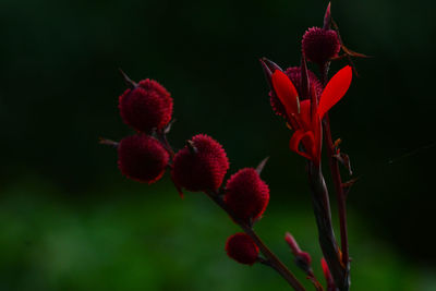 Close-up of red flowering plant