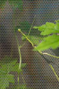 Close-up of insect on plant