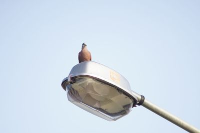 Low angle view of bird perching against clear sky