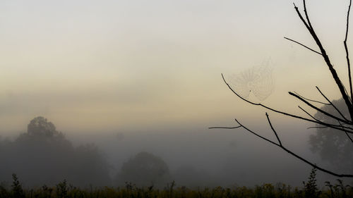 Bare trees on field against sky during foggy weather