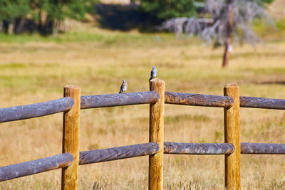 Bird perching on wooden post in field