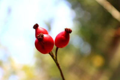 Close-up of rosehip outdoors