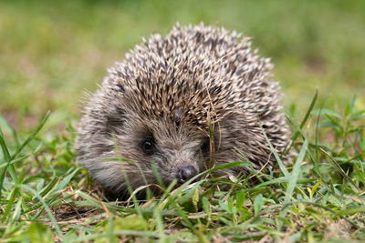 Close-up of an animal on grass