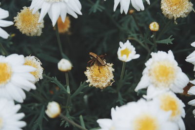 Close-up of daisy flowers