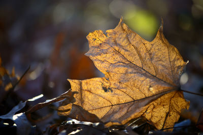 Close-up of dry maple leaf on tree