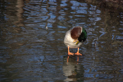 Duck swimming in lake