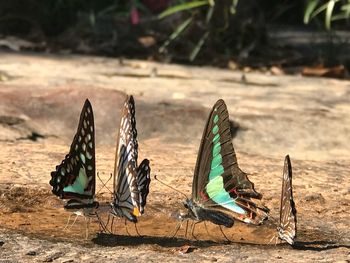 Close-up of butterfly on sandy beach