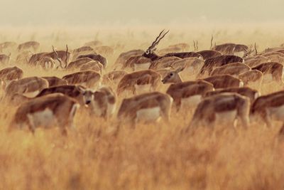 Close-up of black bucks on field