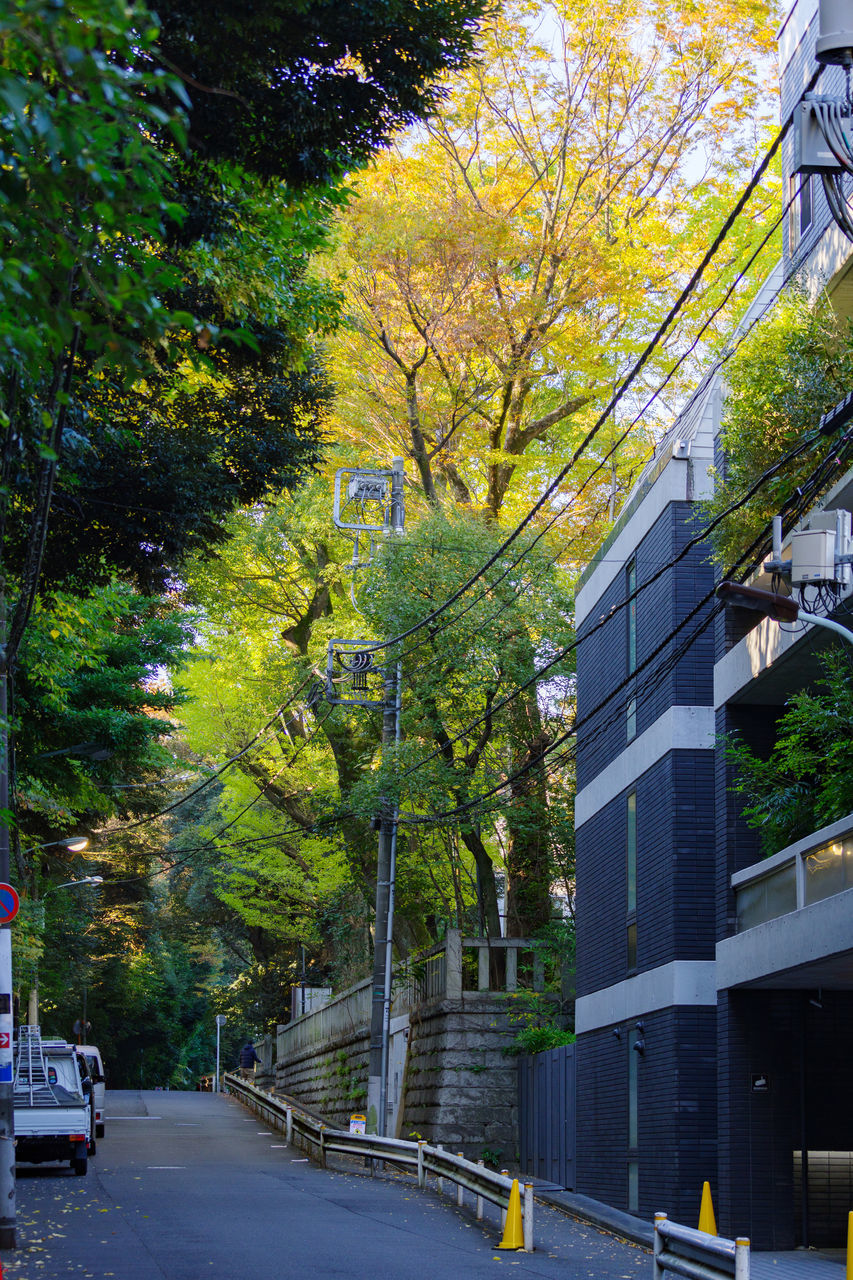 ROAD AMIDST TREES AND PLANTS IN CITY