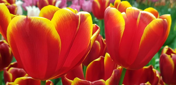 Close-up of red tulips