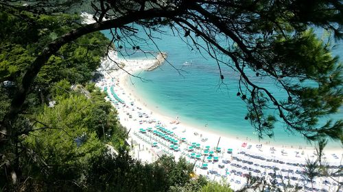 High angle view of trees on beach