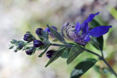 Close-up of purple flowering plant