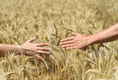 Close-up of hand touching wheat plants on field