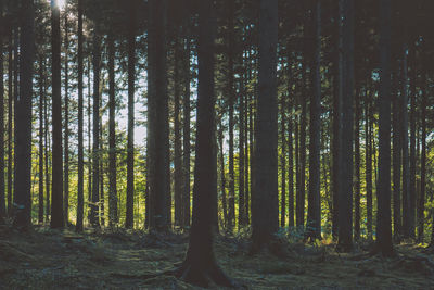 Trees in forest