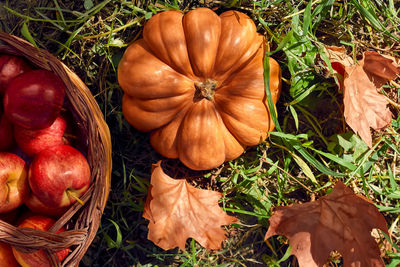 High angle view of pumpkins on field