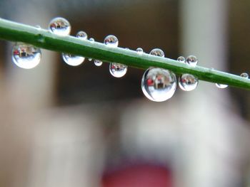 Close-up of water drops on plant