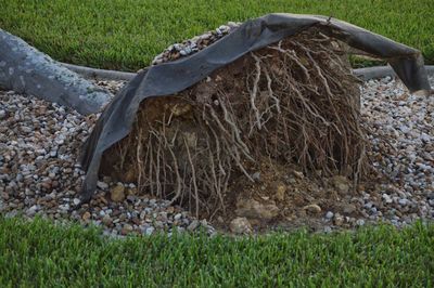 Close-up of agricultural field