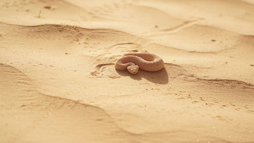 Saharan horned viper in desert landscape with dunes in the sahara desert near douz, tunisia.