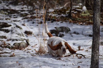 Dog on snow covered land