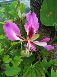 Close-up of pink flowers blooming outdoors