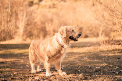Dog looking away on field