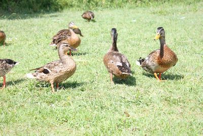 Ducks on grassy field