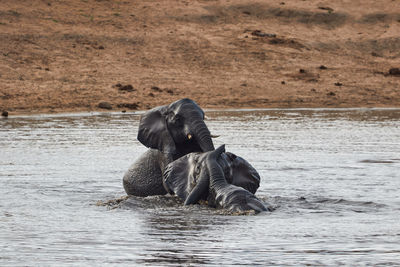 Herd of swimming african elephants