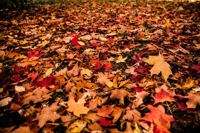 Maple leaves on ground