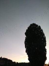 Silhouette of birds flying in the sky