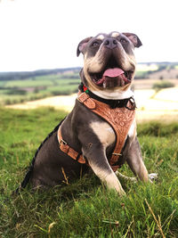 Dog sitting on field