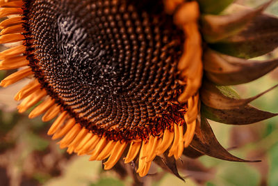 Close-up of sunflower