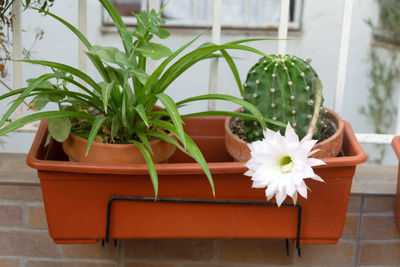 Close-up of potted plant