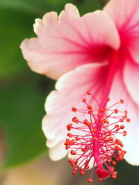 Close-up of pink flowers