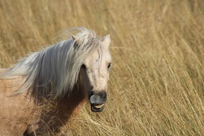 Close-up of a horse on field