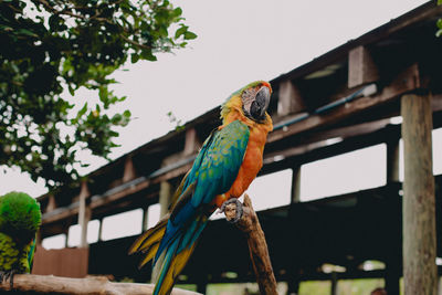 Low angle view of parrot perching on wood