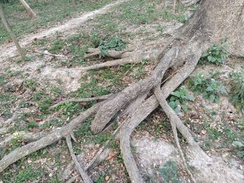 High angle view of tree trunk in forest