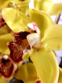 Close-up of yellow orchid