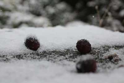 Surface level of snow