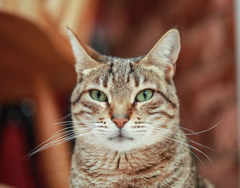 Close-up portrait of cat