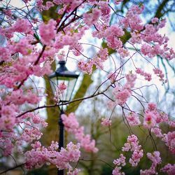 Low angle view of pink flowers blooming on tree