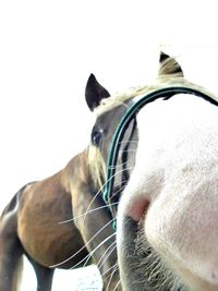 Close-up of horse against white background