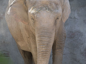 Close-up of elephant