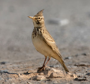 The wild lark bird stands as an observer