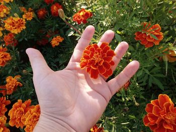 Close-up of hand holding orange flower