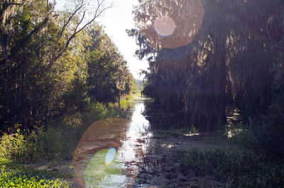 Scenic view of river with trees in background