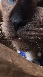 Close-up of cat