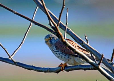 Close-up of bird perching on tree against sky