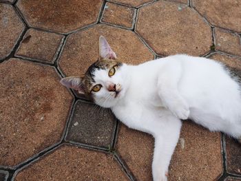 High angle portrait of cat standing on tiled floor