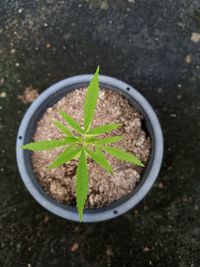 High angle view of potted plant on field