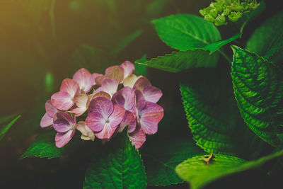 Close-up of hydrangeas flowers blooming in park